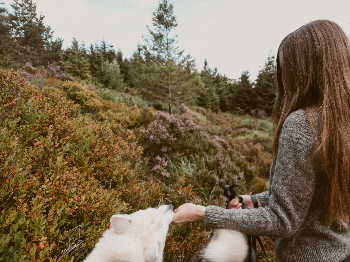 Designer Ulven feeding her husky dog blueberries, surrounded by blueberry bushes, wearing the grey Wullpullover sweater handknit in Pommernglück from Calling Sheep.